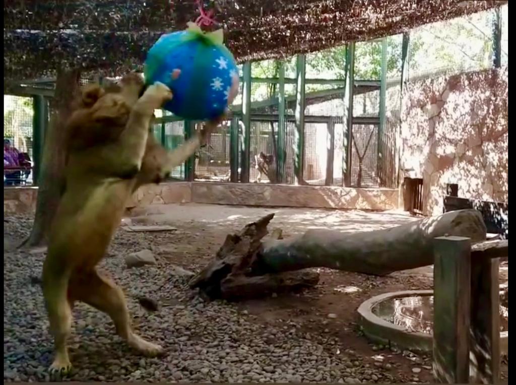 Habitantes del Zoo de Culiacán rompen sus regalos en el marco de los festejos de navidad y año nuevo